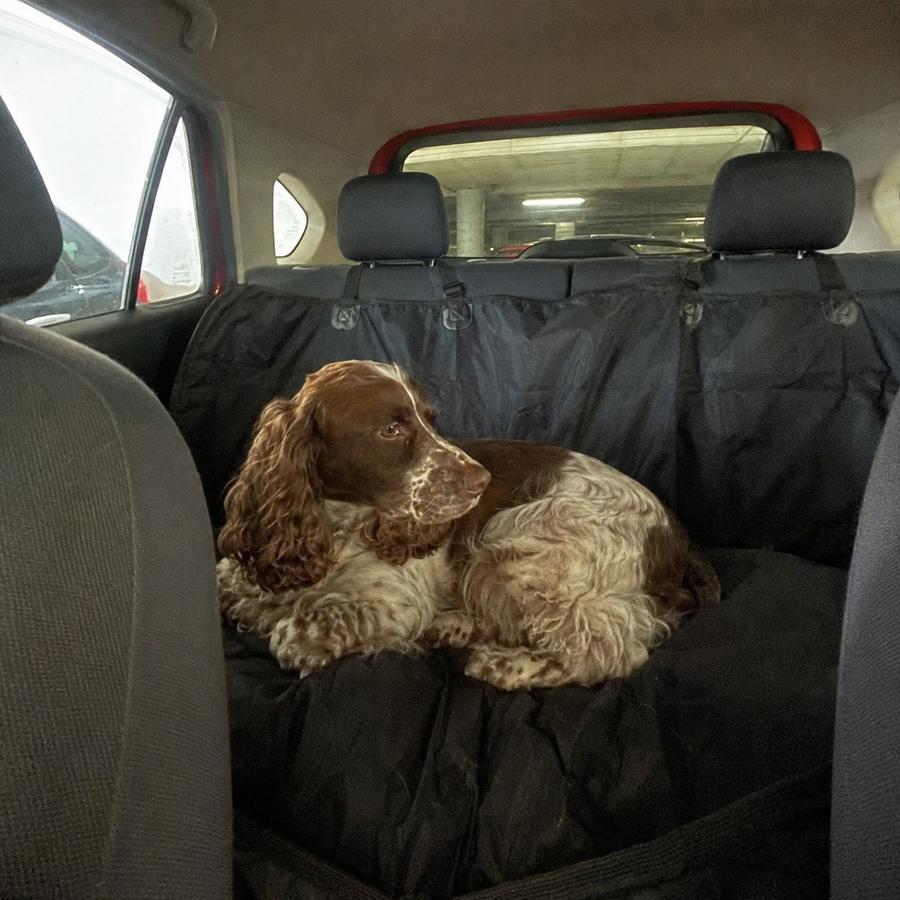 Perro sobre la funda impermeable en el asiento trasero