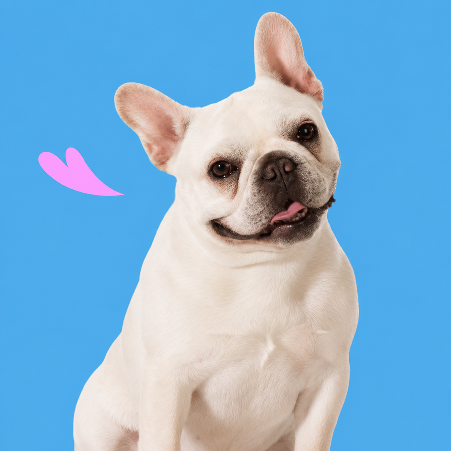 Para perros pequeños