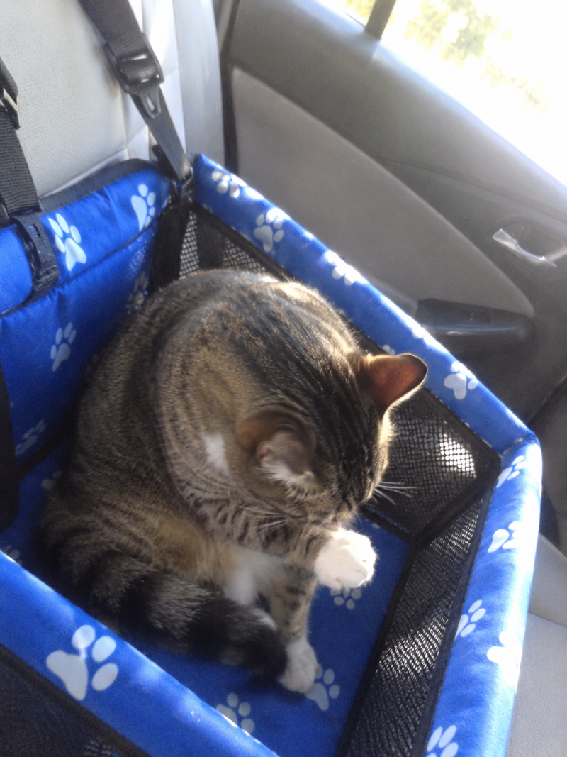 Mascota utilizando la cuna de viaje