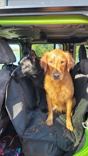 Perro sobre la funda impermeable en el asiento trasero