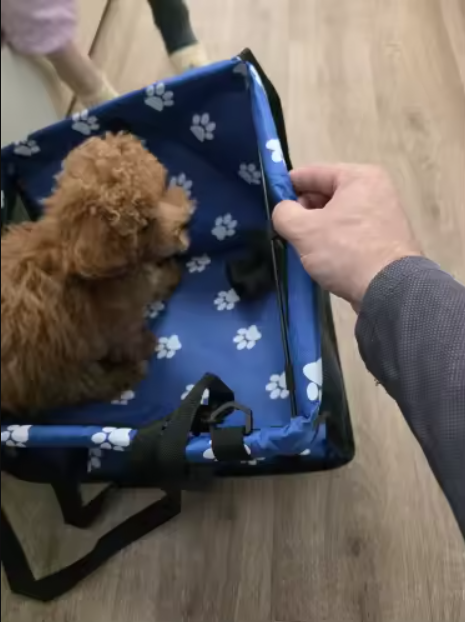 Mascota utilizando la cuna de viaje