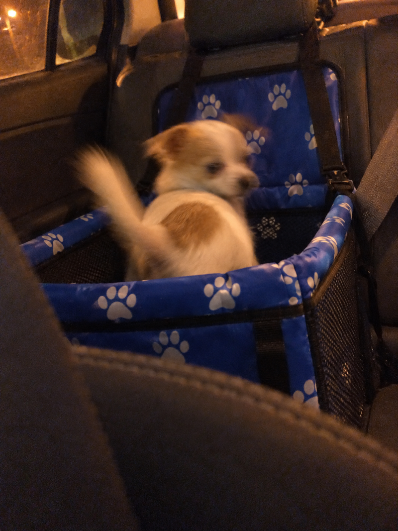 Mascota utilizando la cuna de viaje