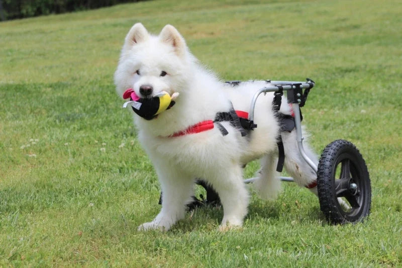 Mascotas con discapacidad