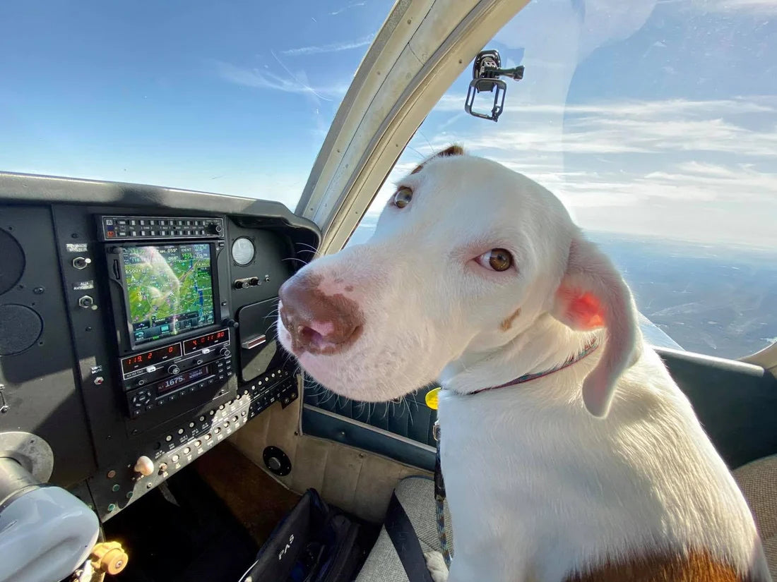 Rescate Aéreo de Animales