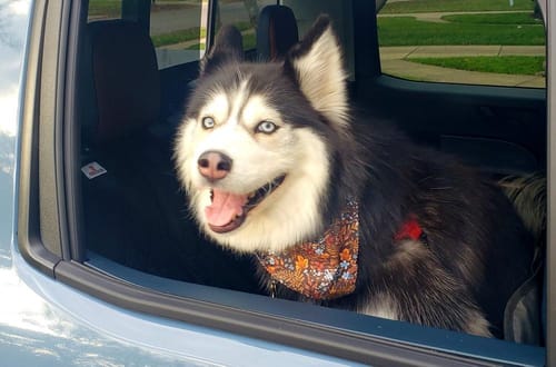 Cliente usando la funda protectora en su coche